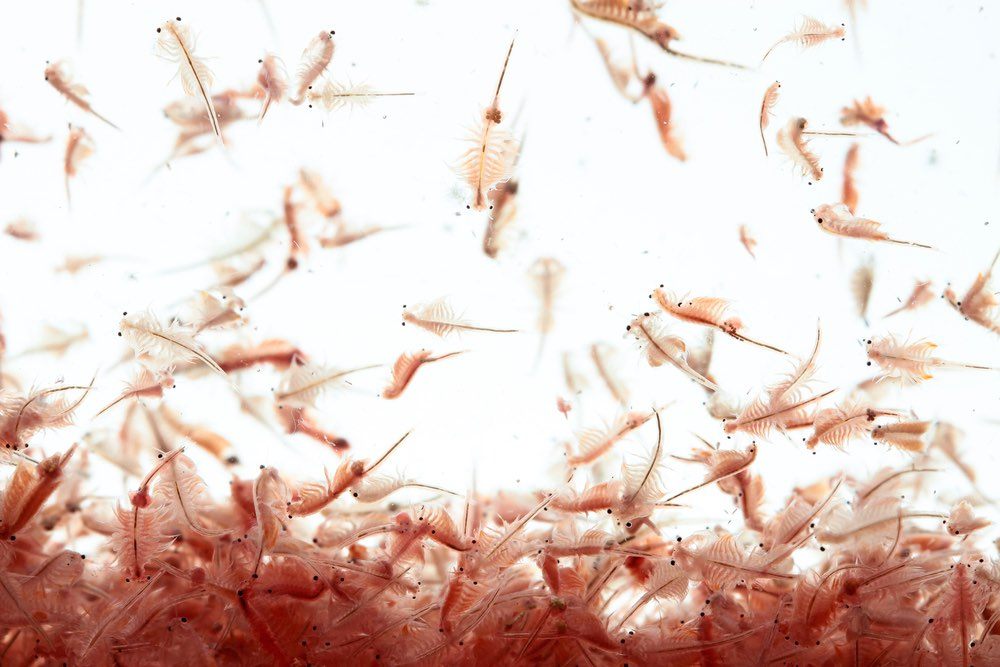 buy-brine-shrimp-australia-1per-gm-best-value