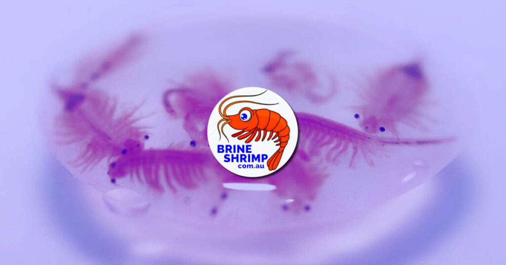 Best Brine Shrimp Eggs Australia