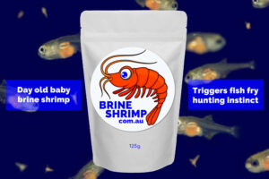 day old baby brine shrimp trigger fish fry hunting instinct