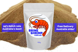 shop brine shrimp eggs artemia cysts australia free delivery