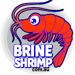 Buy Brine Shrimp Australia