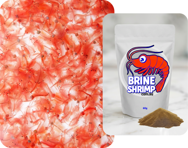 brine-shrimp-eggs-australia-01