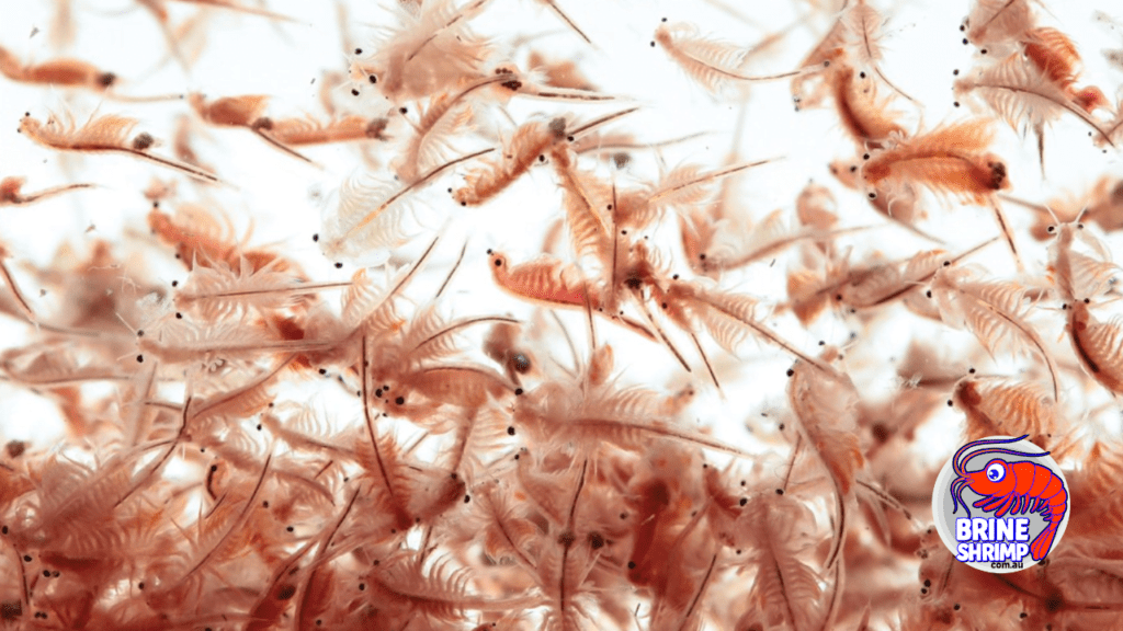 Brine Shrimp in the Classroom