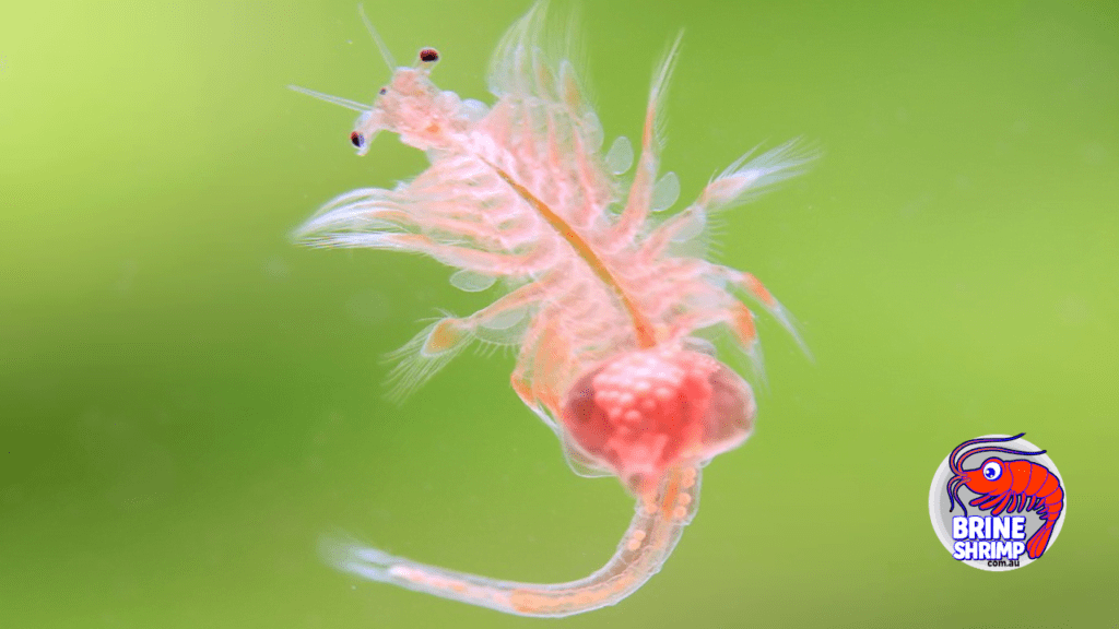 Brine Shrimp Eggs Australian Guide